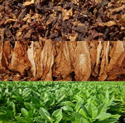 Plantations in Vuclod, Léon supply up to 70% of Tricontinental Virgen and Lataquia tobacco.