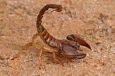 Deadly West Phoenician Red Scorpion