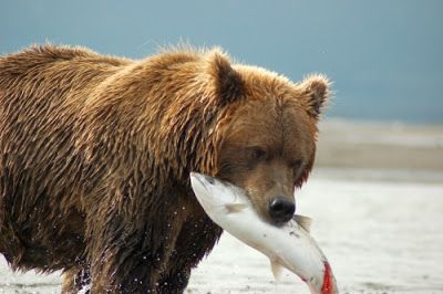 File:Bear with salmon.jpg