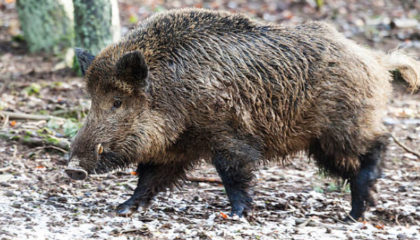 File:Wild-boar-plain-romania1-420x240.jpg