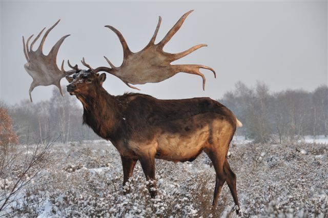 File:Giant elk snow.jpg
