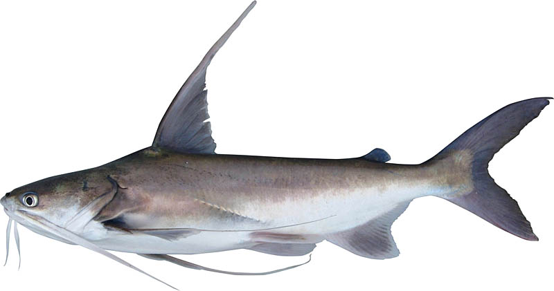 File:Gafftopsail catfish.jpg