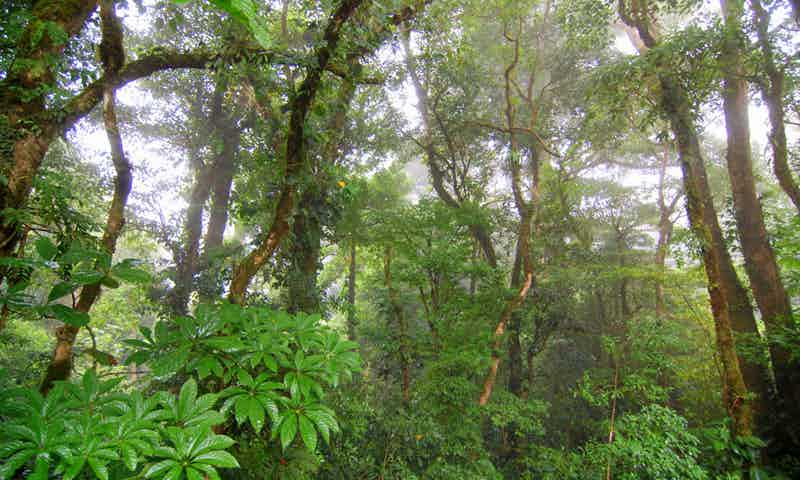 File:Eastern Onflu Forest.jpg