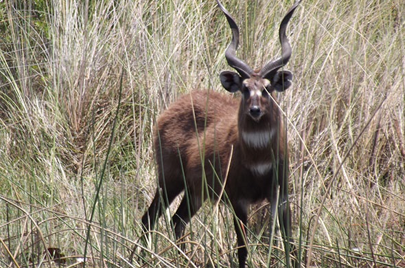 File:Qeqsaraken antelope.jpg