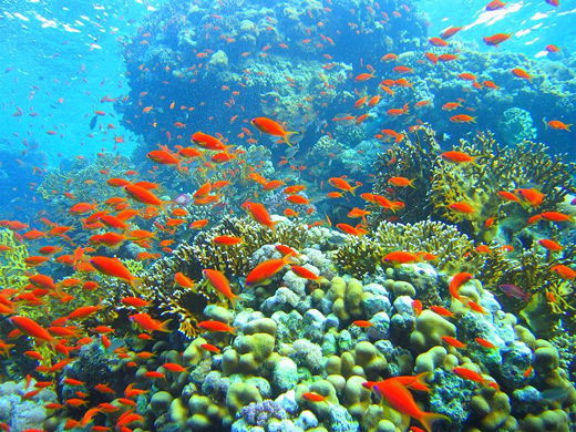 File:Borj Coral Reef.jpg