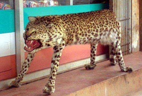 File:Rezati leopard.png