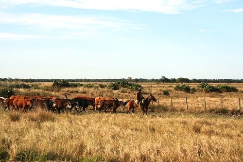 File:Cattle Farming in Pomeronia.jpg