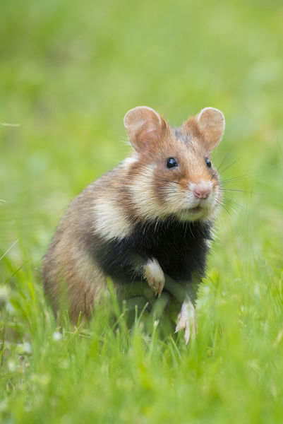 File:Rf-european-hamster-cricetus-cricetus-austria-19536255.jpg
