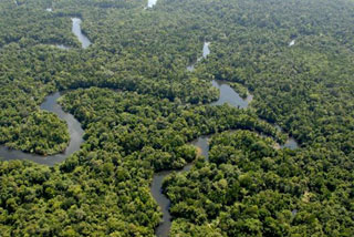 File:Andamonian rainforest.jpg