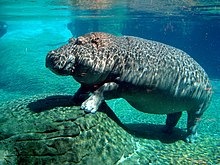 Hippo swimming.jpg