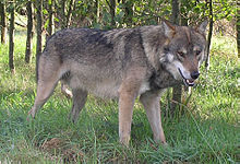 File:Alba-European-Wolf.jpg