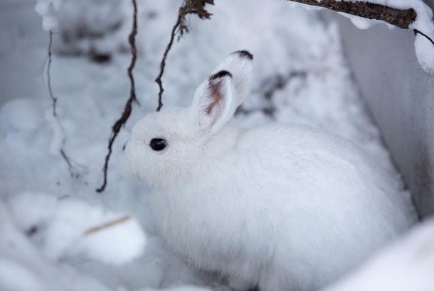 File:Hokkaito snow hare.jpg
