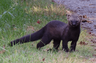 File:Fisher cat.png