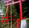 An abandoned Torii Gate in Sekapa shortly before its restoration process