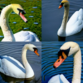 Pictures of the Crowned Swan, native only to Lankterlerp.