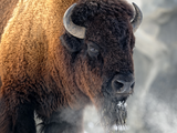 A bison during the winter. Due to the thick fur, much of traditional Aurivizht clothes are made out of bison furs.