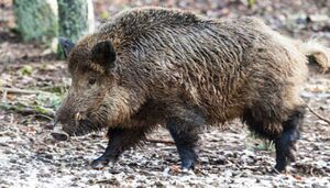 Wild-boar-plain-romania1-420x240.jpg