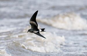 GregahouStormPetrel.jpg