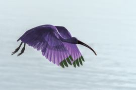 Purple ibis