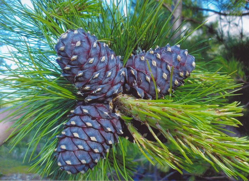 File:Siberian pine.jpg