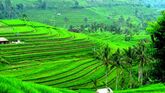 Rice farm in New Crest Region