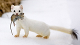 A stoat with a mouse in its mouth. The Stoat is the national animal of Aurivizh.