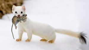 Stoat Aurivizh.png