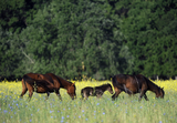 Wild horses are still a common sight in Aurivizh, as only specific kinds were domesticated.