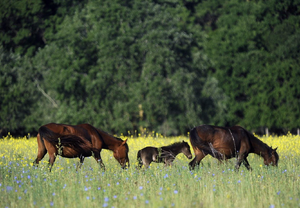 Horses Aurivizh.png