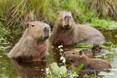 Capybaras in Bentho