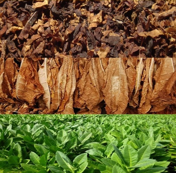 File:Iverican Tobacco.png