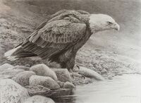 Sketch of a bald eagle