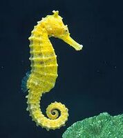 Photo of a seahorse .jpg