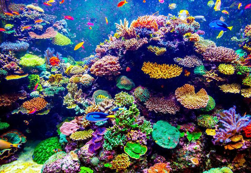 File:Great Reef of Korrin.jpg