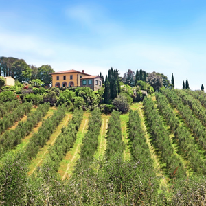 Olives plantation outside of Pania.