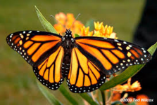 Phoenician Monarch Butterfly
