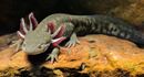 Inyur ambystoma.jpg