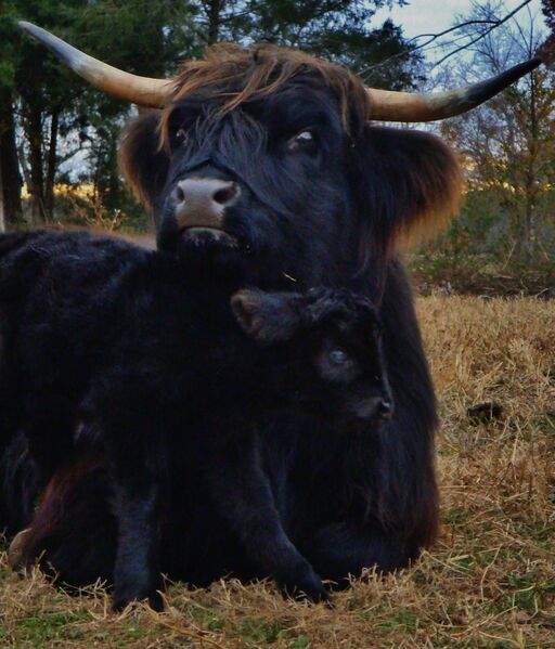 File:Madimoseg cow and calf.jpg