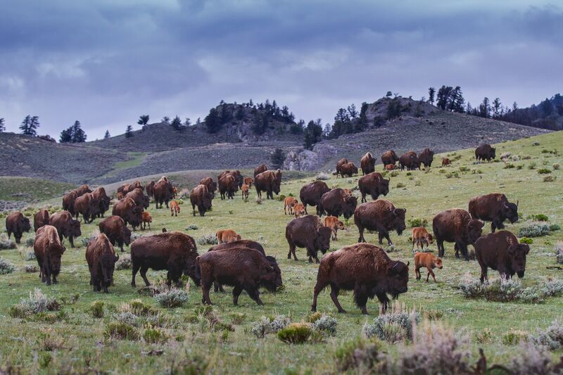 File:Bison herd.jpg