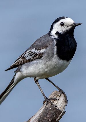 NV wagtail2.jpg