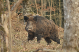 Boars are often hunted in Aurivizh, their skulls are usually seen as a price for experienced hunters.