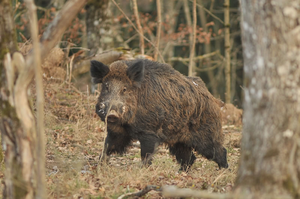 Boar Aurivizh.png