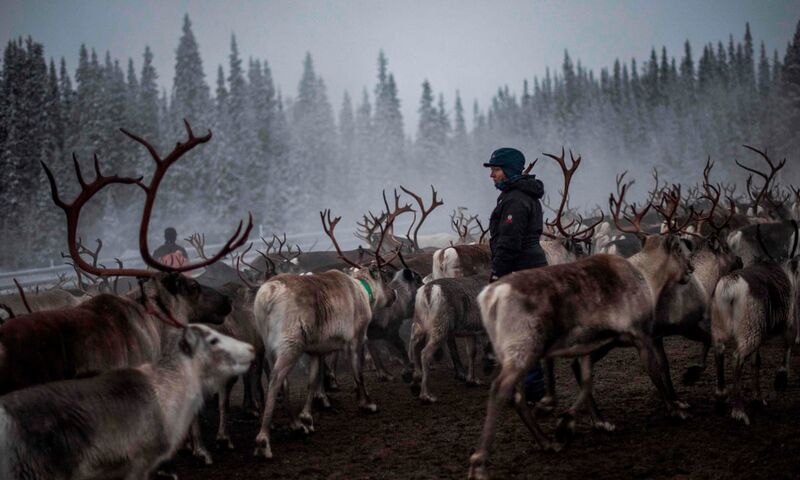 File:Reindeer herd.jpg