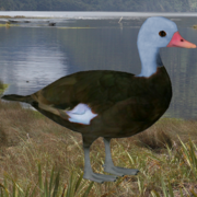 Blue-headed wigeon