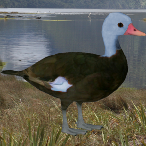 Blueheaded wigeon.png