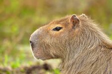 BenthoCapybara.jpg