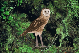 Giant stilt-owl