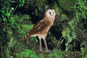 Stilt-owl.png