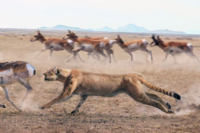 Prairie cheetah in pursuit of a pronghorn near Kanze, prairie cheetahs are one of the fastest predators in Norumbia.