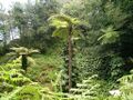 Oceanic and temperate rainforest in northern Cuelos.